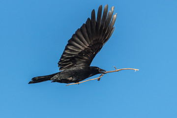 rabe im flug