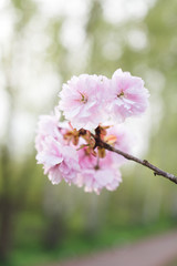 Fototapeta premium japanese cherry blossoms in full bloom