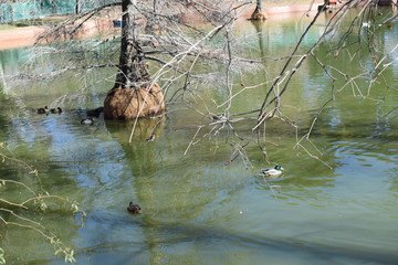 Patitos nadando en El Retiro
