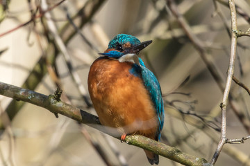 eisvögel