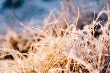 Winter scene with sunlight through frozen grass and reed. Iceland, Reykjavik.