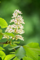 Chestnut tree on Spring