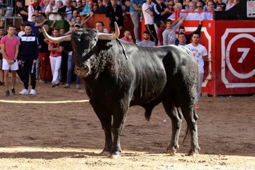bull in spain