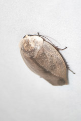 Gyna lurida cockroach