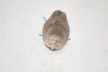 Gyna lurida roach