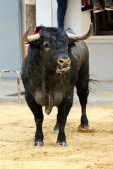 bull in spain