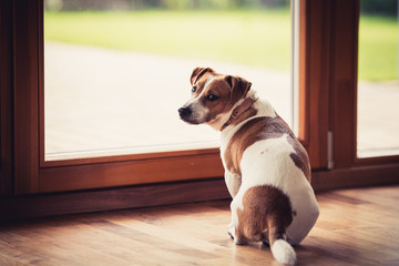 Dog want to go outside
