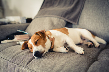 Dog are sleeping on the sofa - obrazy, fototapety, plakaty