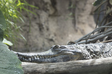 Crocodile basking in the sun in a jungle area
