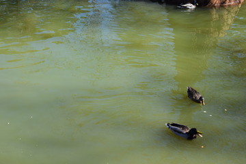 Patitos nadando en El Retiro