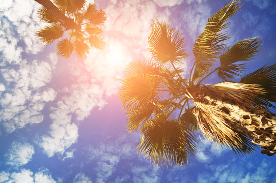 Palm trees and a sky with clouds and sun