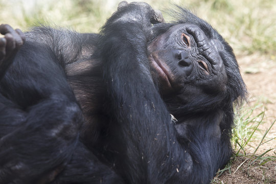 Bonobo Ape laying on a grassy patch of dirt