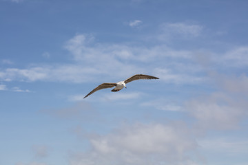 Fototapeta na wymiar Seagull flying above the cliffs in La Jolla, California