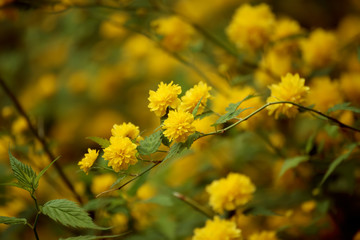 Summer yellow flowers, vintage hipster dark background