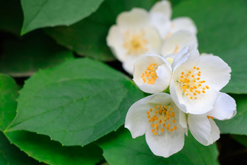 Blooming Philadelphus close-up