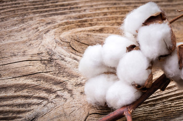 close-up view of cotton flower on wooden background