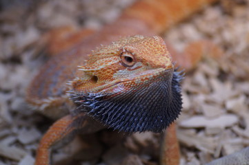 Jaszczurka z bliska
