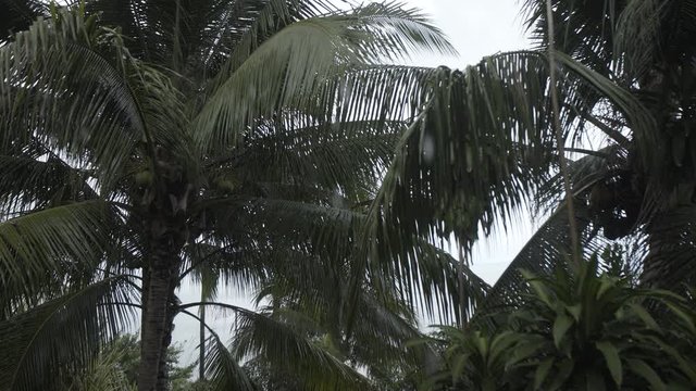 Tropical rain forest tree palms summer time Thai Thailand rainforest, natural, outdoor, water
