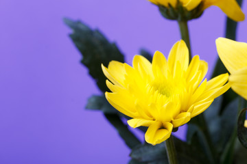 Yellow gerbera flowers