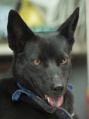 head of young black dog with blue old ollar