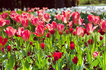 Spring meadow with violet tulip flowers, floral natural seasonal easter background with copy space