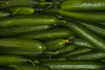 background - long smooth green slicing cucumbers closeup