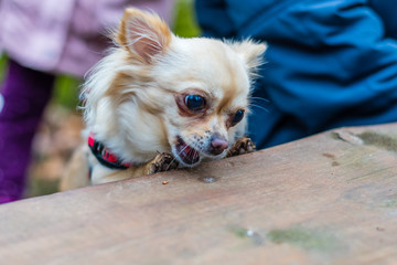 Cute chihuahua dog sitting at the table in forest and eating some food