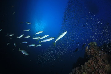 Tuna fish hunting sardines