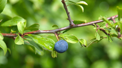 Schlehe, Prunus spinosa