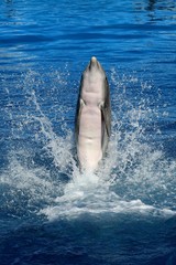 delfin © juan
