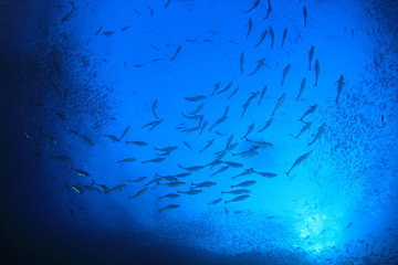 Tuna fish hunting sardines