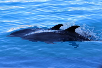 delfin © juan