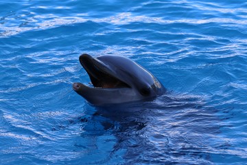 delfin © juan