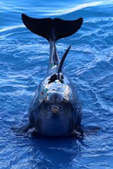 delfin