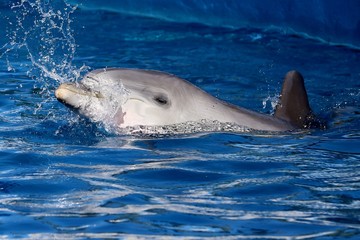 delfin © juan