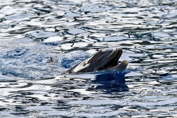 delfin © juan