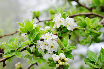 Flowering wild pear in the spring