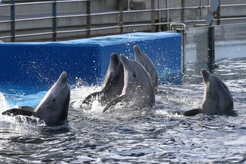 delfin © juan