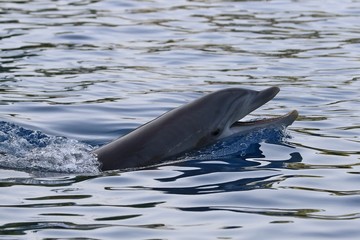 delfin © juan