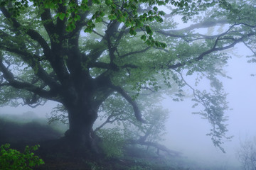 Large tree in the fog in the forest early in the morning