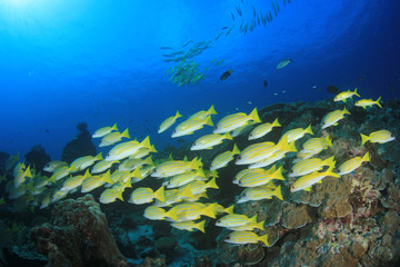 Naklejka na ściany i meble Fish on coral reef - Snapper fish