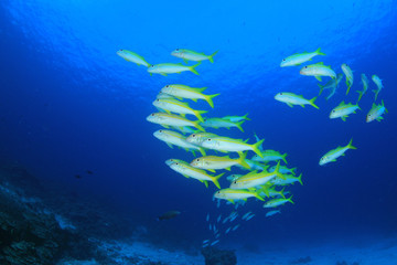 Fototapeta na wymiar School of fish - Yellowfin Goatfish