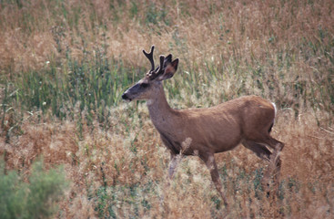 Small Mule Deer Buck