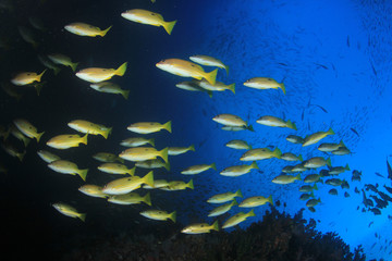 Fototapeta na wymiar Fish on coral reef - Snapper fish