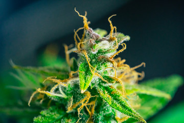 Macro buds of marijuana trichomes cbd thc. Concepts of legalizing medicinal herbs weed, bud...