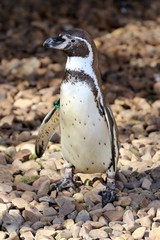 Naklejka premium pinguino