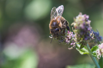 Honey bee collects nectar and pollen from purple flowers Lemon balm, Melissa officinalis, balm, common balm, or balm mint.