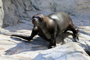 foca