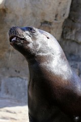 foca