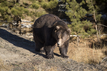 North American Brown Bear also called a Grizzly Bear coming out of winter den after hibernation in pine forest
